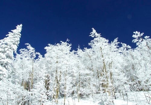 Snow in the trees